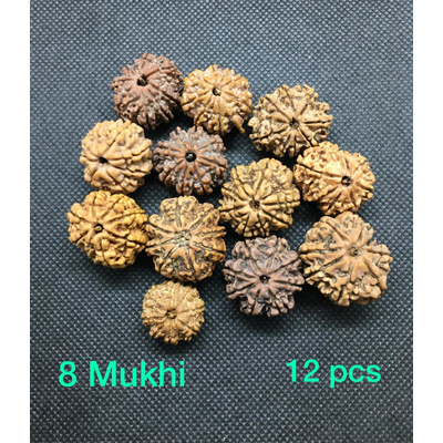 Rudraksha beads- 8 Mukhi (faces)